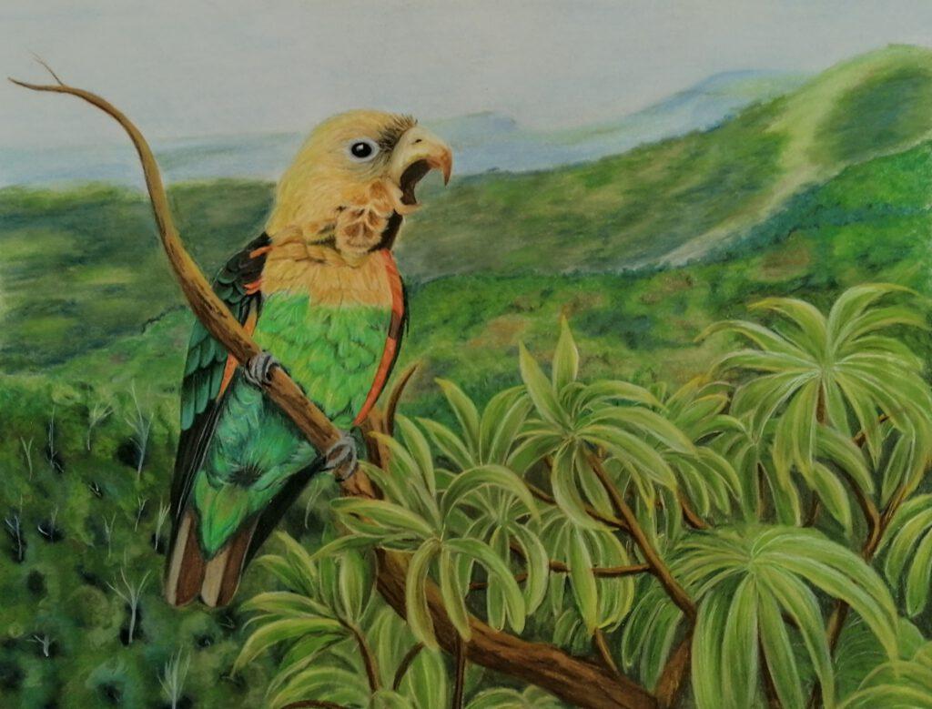 Cape-Parrot-East-London-Museum